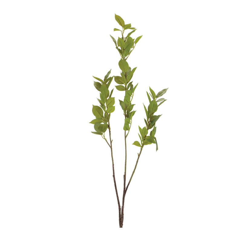 Leaf Foliage Branch