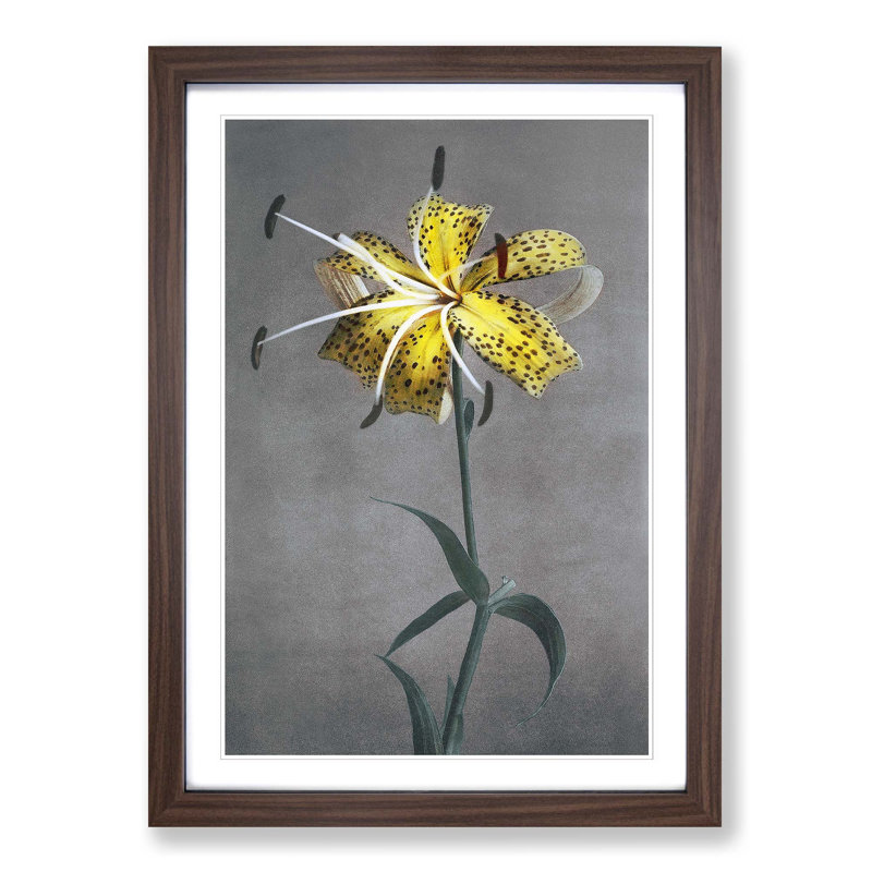 Yellow Lily by Kazumasa Ogawa - Picture Frame Painting Print, Walnut Framed, 36cm H x 27cm W x 2cm D