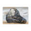 «Seal Couple», impression d'art mural