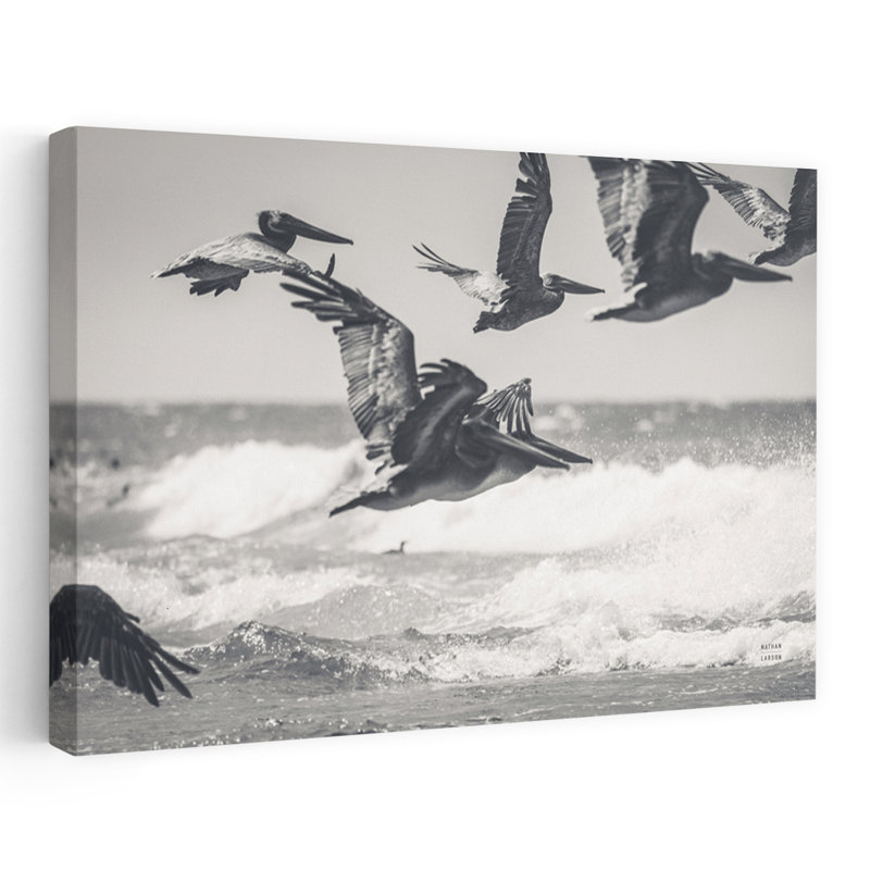 Pelican Beach, animal côtier, noir, noir et blanc, oiseau côtier, H 60 po x l 40 po