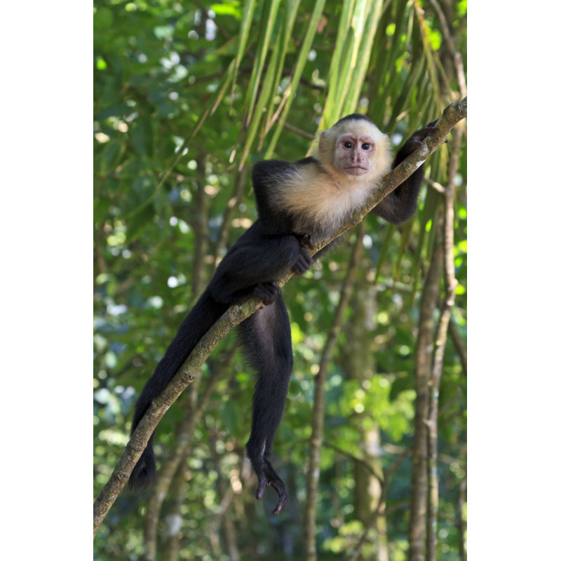 Capucin singe sur arbre - Photographie sur toile tendue, L 18 po x H 12 po