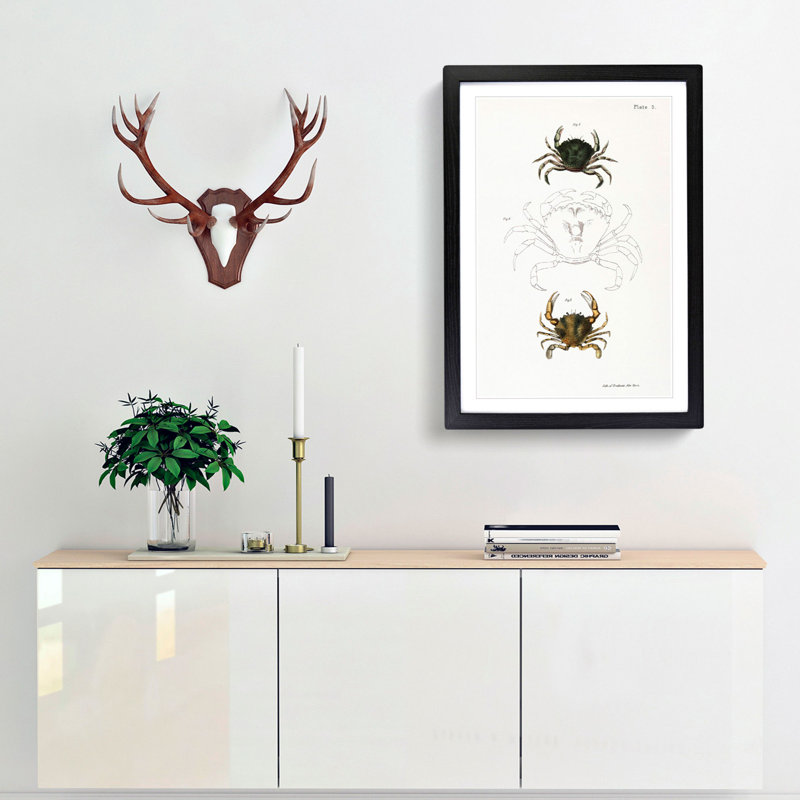 Crab Illustrations PL. 5 by J.E. De Kay - Picture Frame Painting Print, Black Framed, 36cm H x 27cm W x 2cm D
