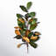 Magnolia Stem