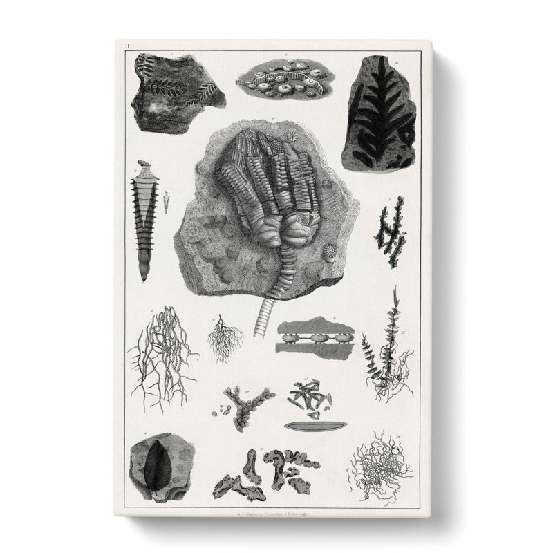 Collection Of Fossils II by Oliver Goldsmith - Wrapped Canvas Print, 76cm H x 50cm W x 3cm D