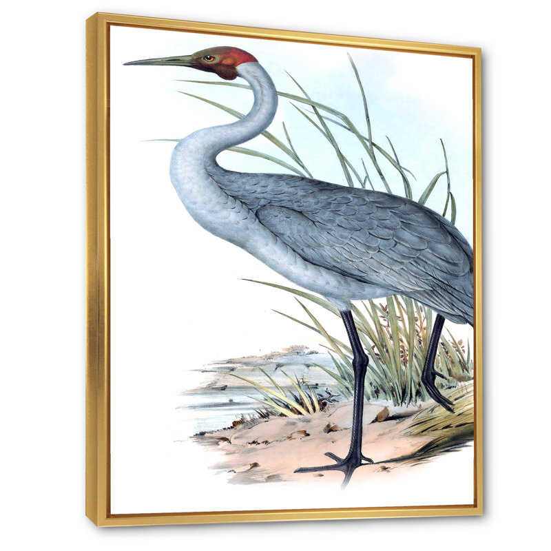«Vintage Australian Birds V», impression sur toile, Encadrement doré, H 20 po x l 12 po x P 1po