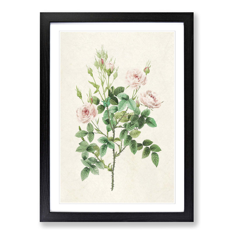 Pompon Roses by Pierre-Joseph Redoute - Picture Frame Painting Print, 65cm H x 48cm W x 2cm D, Black Framed