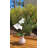 Orchid Arrangement in Vase