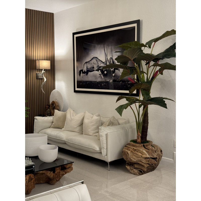 Oversized Teak Bowl With Alocacia Plant