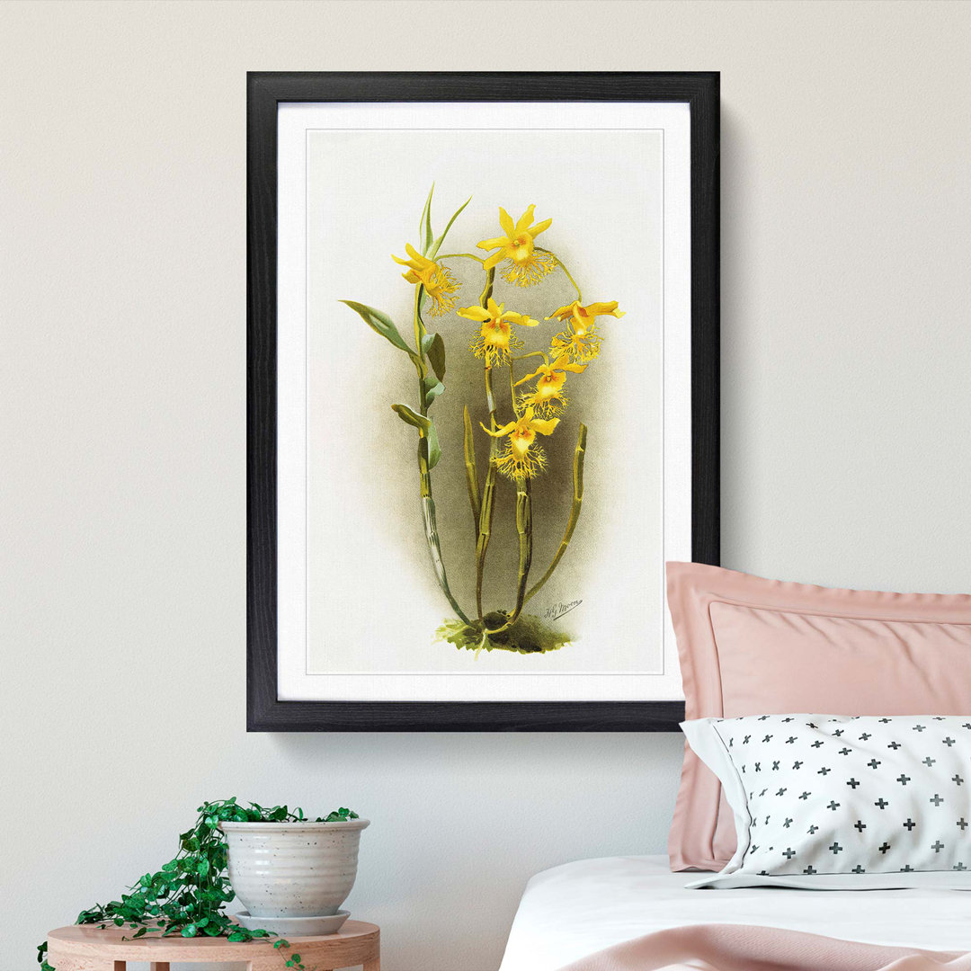 Magnolia Flowers Illustration Tab. 92 by Frederick Sander - Picture Frame Painting Print