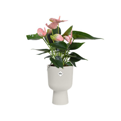 Plastic Indoor Pot Planter
