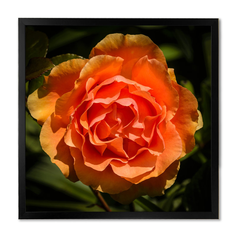 Gros plan sur une rose jaune-orange - sur, Toile avec cadre noir, H 16 po x l 16 po x P 1 po