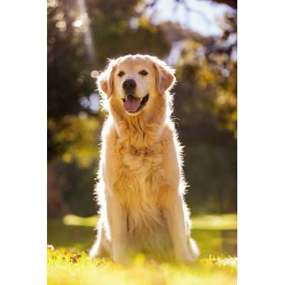 Golden Retriever at Park - Photographie sur toile tendue