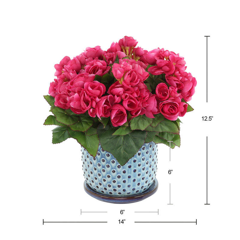 Begonias in Dotted Ceramic Pot, Pink