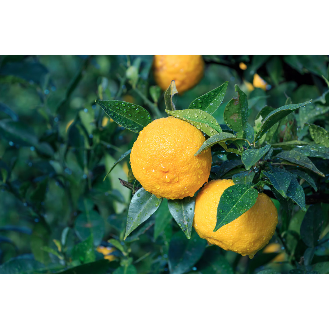 Leinwandbild Yuzu: Citrus Junos ist eine japanische Zitrusfruchtart