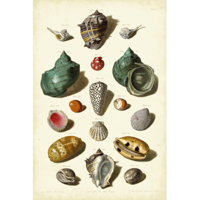 Mller Shells Tab. V by Gabriel Muller - Wrapped Canvas Rectangle Art Print