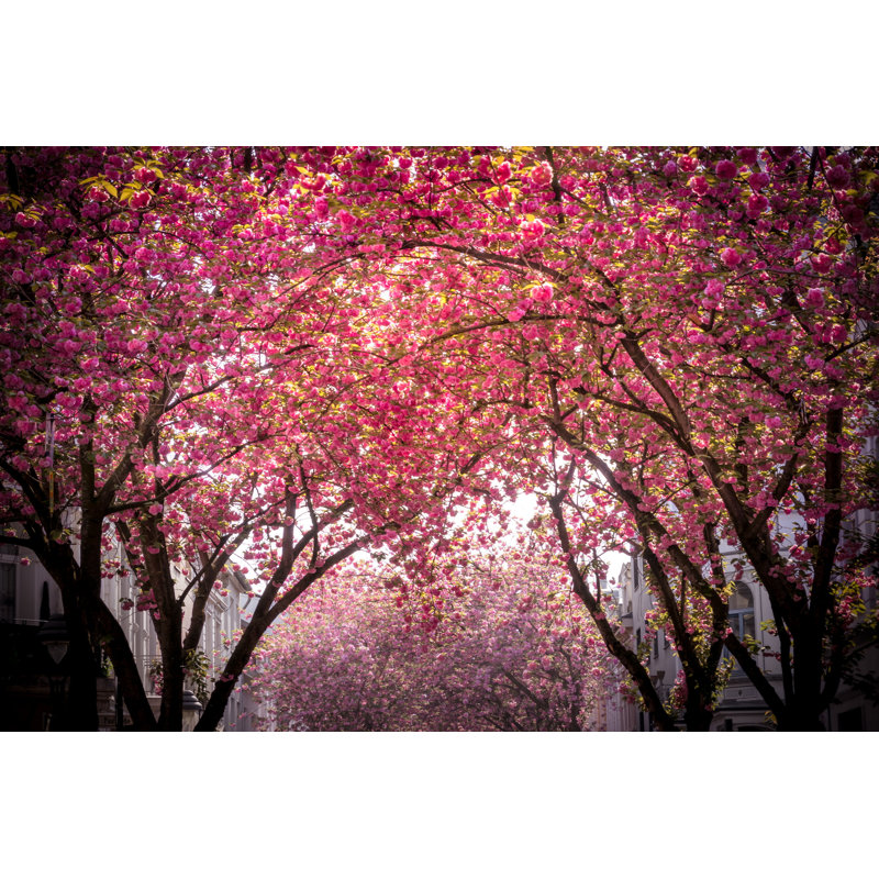 Yettem, arbre en fleurs sur une photographie sur toile, H 8 po x l 12 po x P 1,25 po