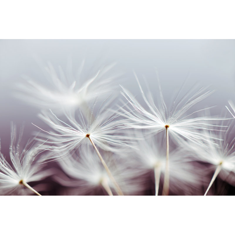 Dandelion - Photographie sur toile tendue, H 8 po x l 12 po