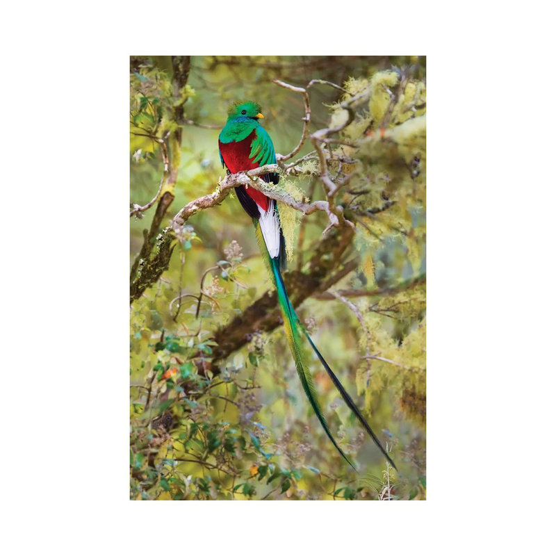 Resplendent Quetzal Perching On Branch, Talamanca Mountains, Costa Rica - Wrapped Canvas Print, 20.32 cm H x 30.48 cm W
