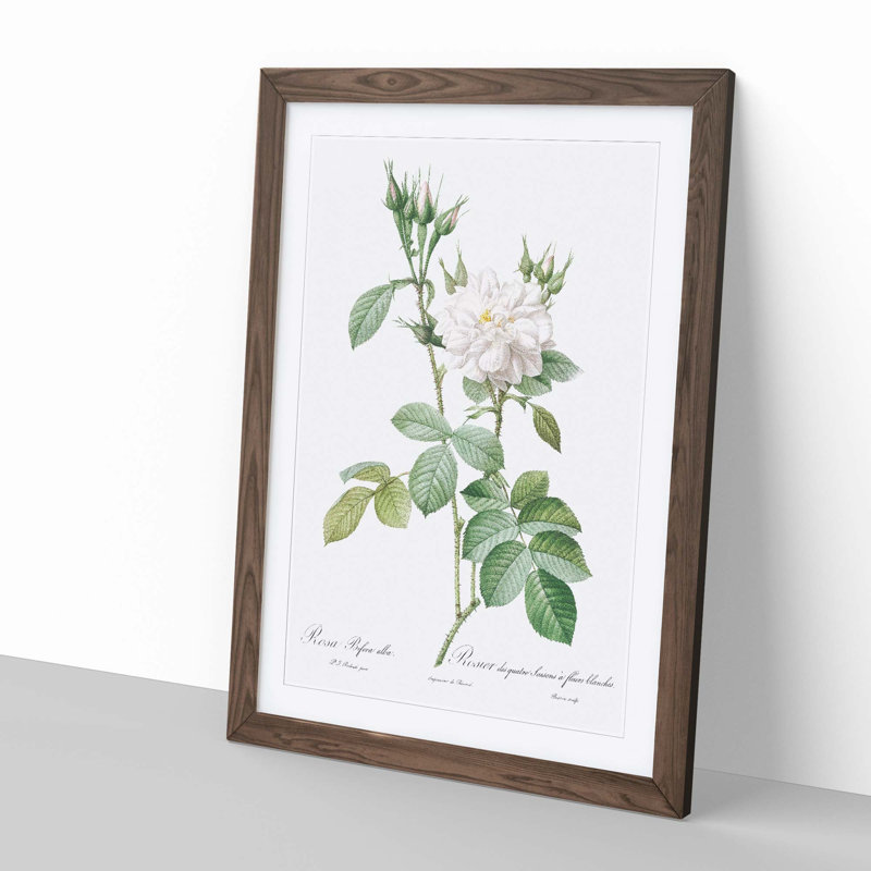 Autumn Damask Rose by Pierre-Joseph Redoute - Single Picture Frame Painting, Walnut Framed, 33cm H x 24cm W x 2cm D
