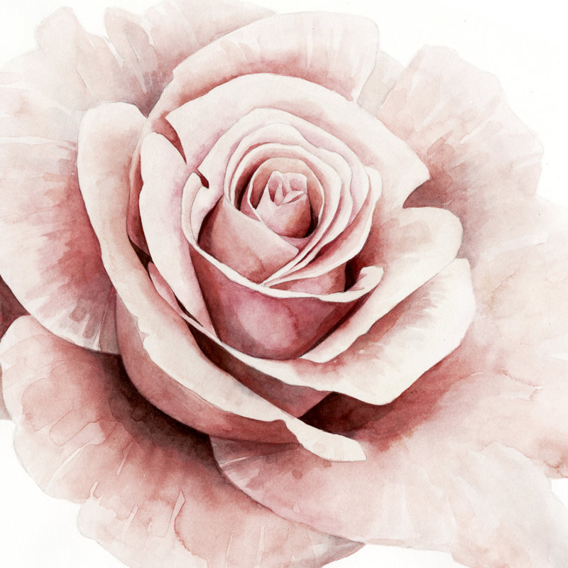 Pink Rose I by Grace Popp - Wrapped Canvas Painting, 51cm H x 51cm W