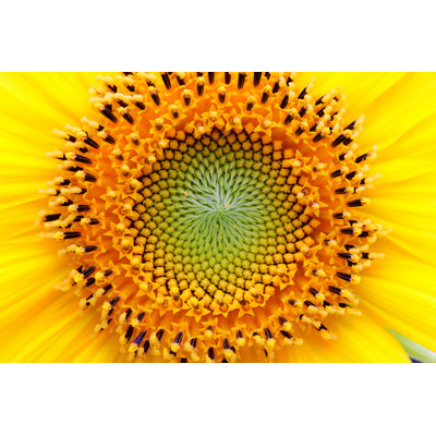 Mathematical Center of a Sunflower by Ursahoogle