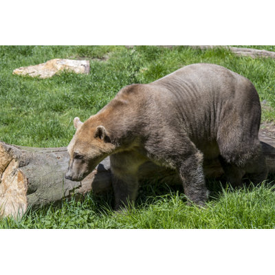 «Pizzly Bear» par Philippe Clement - photographie sur toile tendue