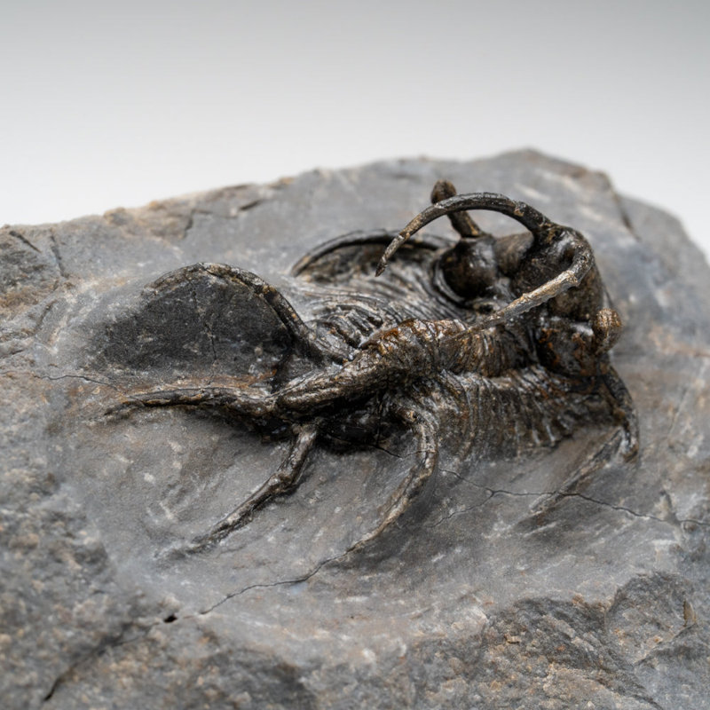 Kolihapeltis Chlupaci Trilobite From Djebel Oufaten, Morocco (154.5 Grams)