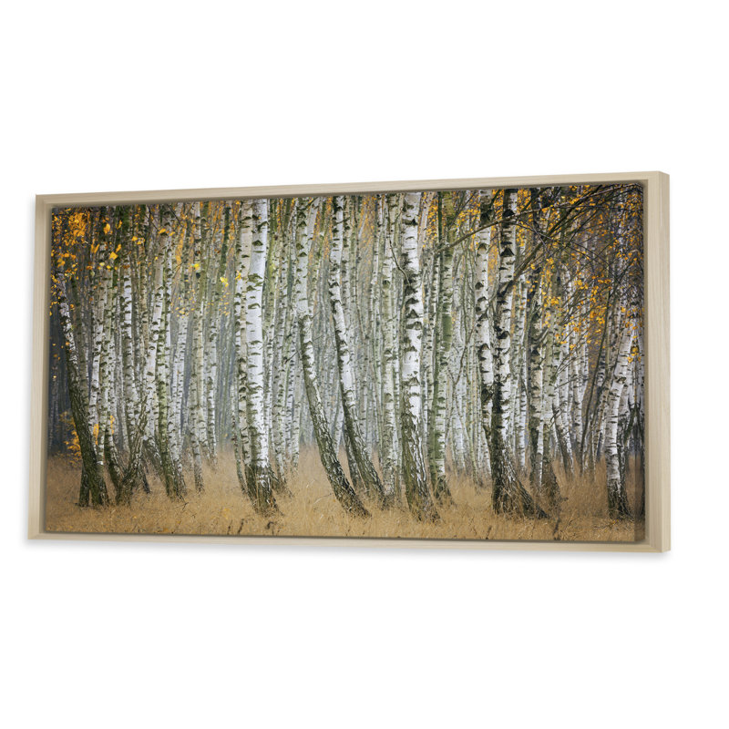 Forêt de bouleaux d'automne III - photographie sur toile, H 30 po x l 40 po x P 1,5 po, Cadre brun
