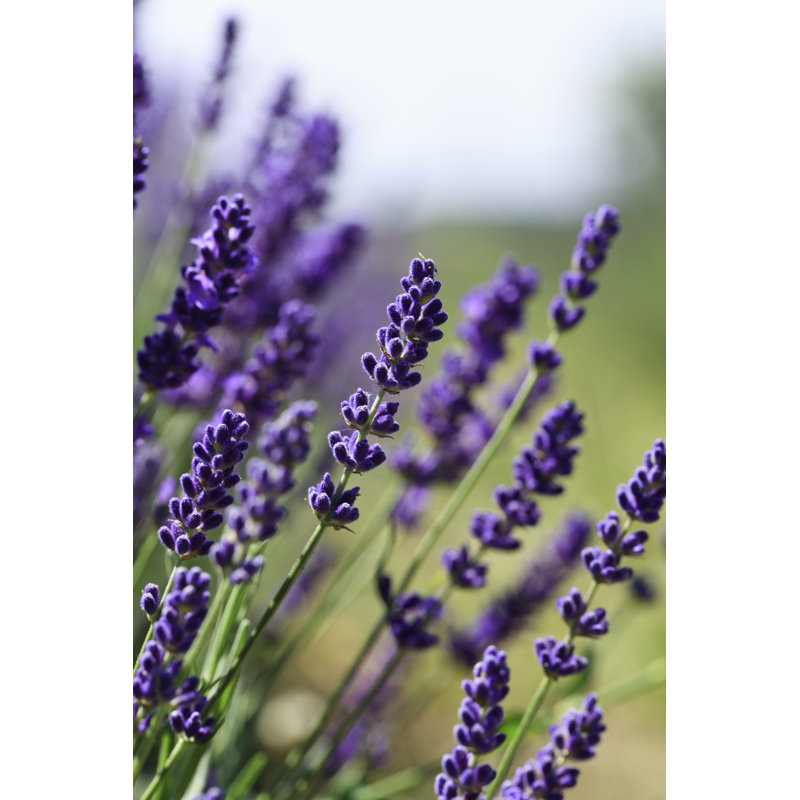Fleurs de lavande - photographie sur toile tendue, H 18 po x l 12 po x P 1,25 po