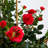 Mini Rose Topiary Silk Tree