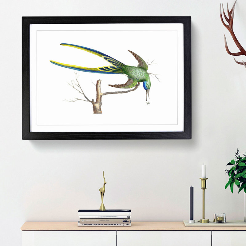 Fork-Tailed Hummingbird by George Shaw - Framed Print, 27cm H x 36cm W x 2cm D, Black Framed