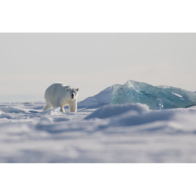 Female Polar Bear On The Sea Ice, Svalbard by Matt Pain - Wrapped Canvas Print, 81cm H x 122cm W x 3.8cm D