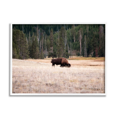 Bison qui broute dans un paysage de campagne - photographie