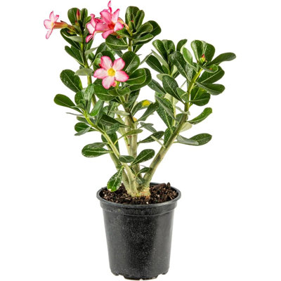 American Plant Exchange Desert Rose, 5-Inch Pot, Flowering Live Plant for Home & Garden, Easy Care Houseplant