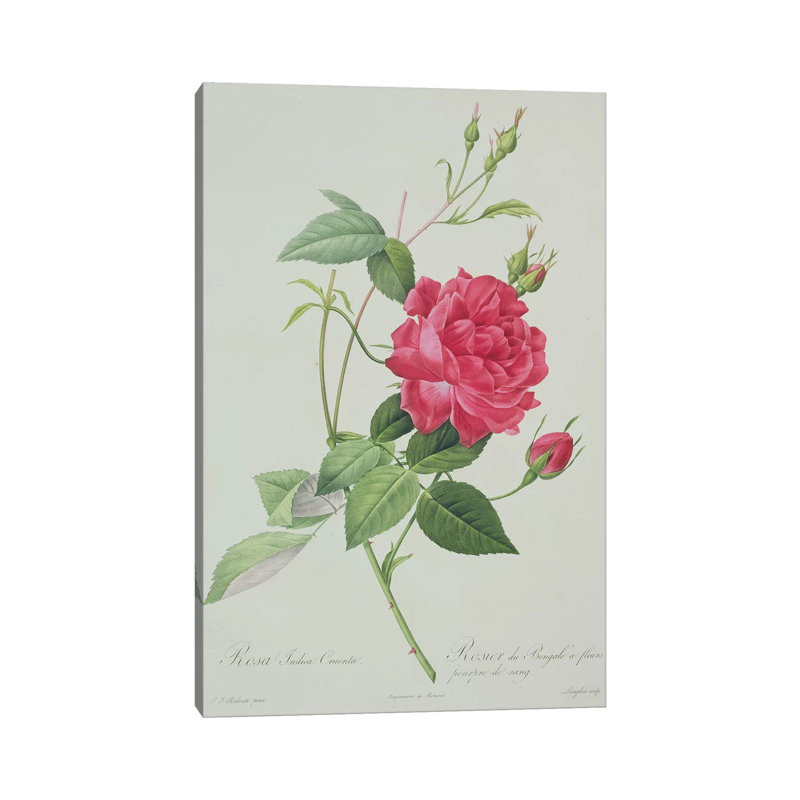 Rosa Indica Cruenta , Engraved By Langlois, From 'Les Roses', 1817-24 by Pierre-Joseph Redouté - Wrapped Canvas Gallery-Wrapped Canvas Giclée