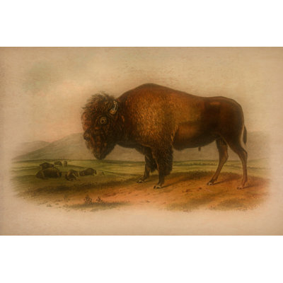 Western Bison in a Mood 24x36