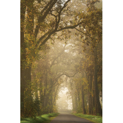 Moody Treescape