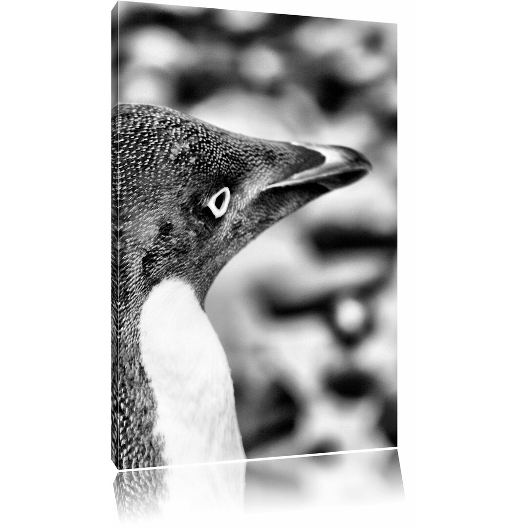 Leinwandbild Niedlicher Adeliepinguin in Monochrom