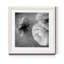 Renoncule foncé II - cadre photo-56949608-56949615-56897106