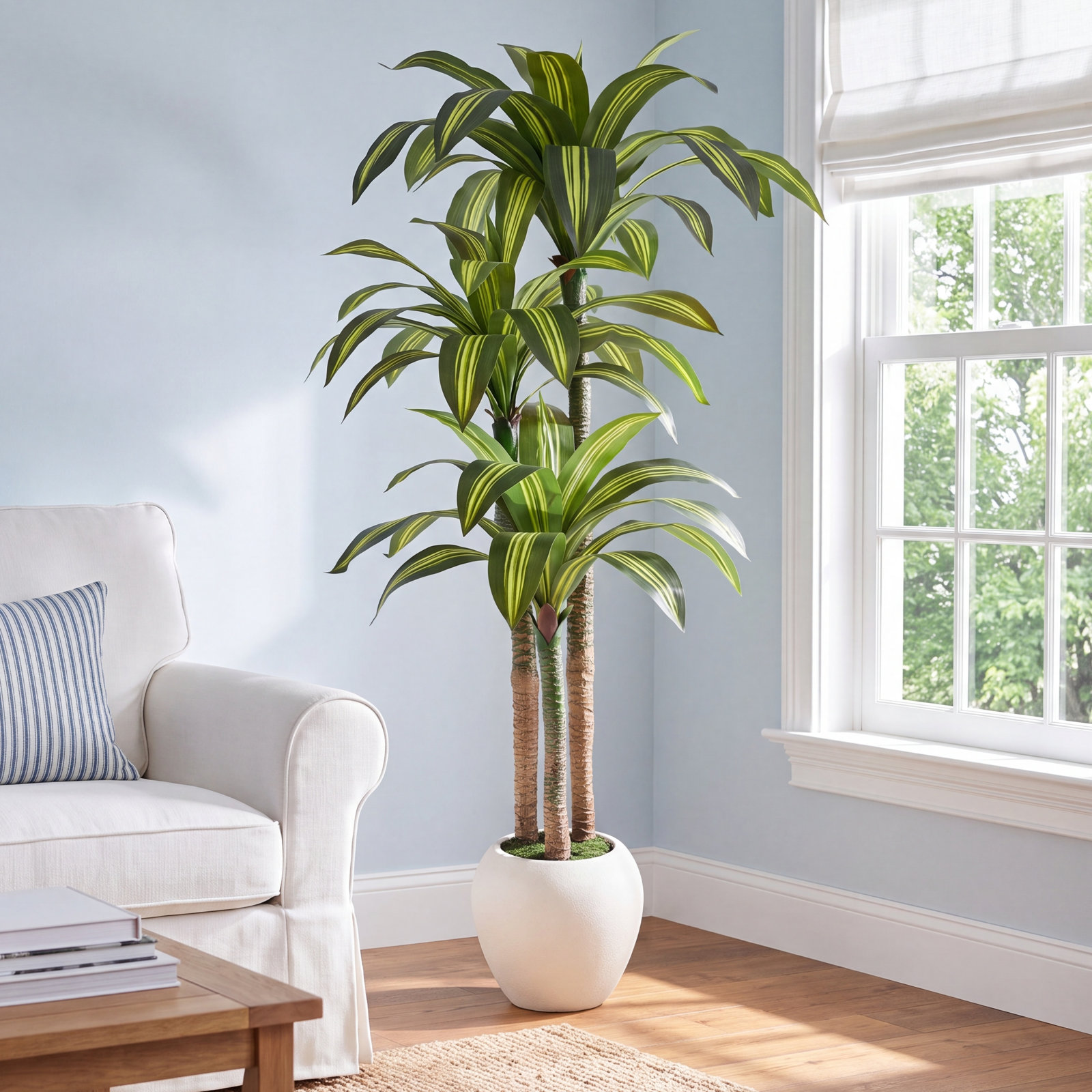 Romney Dracaena Tree in Planter, 72" H x 26" W