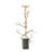 Twig C/H-22329290-22329289