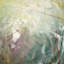 Morning Bird Print by Frenz, Lesley-1642189329-1642189328