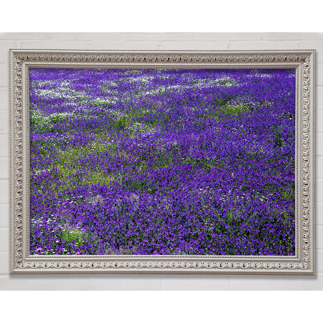 Gerahmtes Leinwandbild Field Of Purple Flowers