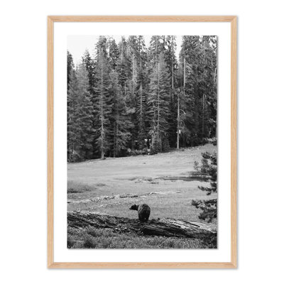 Don't Feed The Bears Print by Wesley And Emma Teague