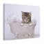 «Cute Main Coon Kitten Bathee», art mural-1738537650