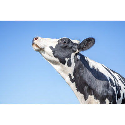 Cow Looking Arrogant with Her Chin Raised High 1 Piece Wrapped Canvas Wall Art