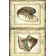 Mini Rustic Shell Panel II - Wrapped Canvas Art Prints