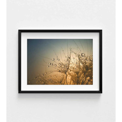 Fine Art Photography Print: Golden Dew Drops - Nature Macro