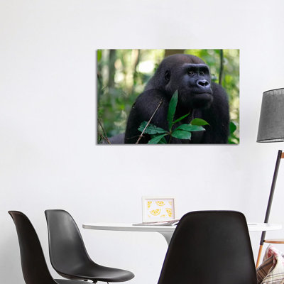 Fifteen Year Old Silverback Western Lowland Gorilla, Bateke Plateau National Park, Gabon 1 Piece Wrapped Canvas Wall Art