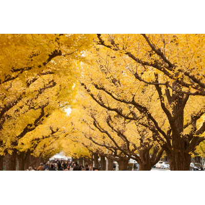 Ginkgo Tree in Tokyo - Photographie sur toile tendue